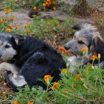 Two_Dogs_in_Flowers