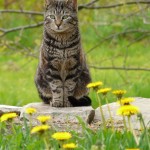 Tabby_Cat_in_Flowers