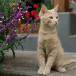 Kitten_with_Flowers