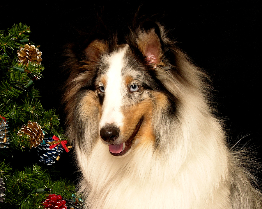 sheltie christmas pillow