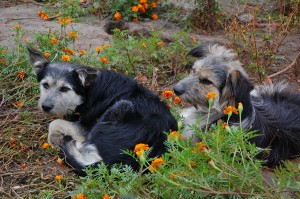 Two_Dogs_in_Flowers