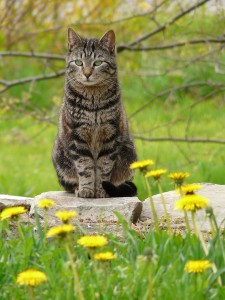 Tabby_Cat_in_Flowers