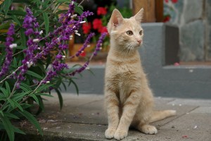 Kitten_with_Flowers